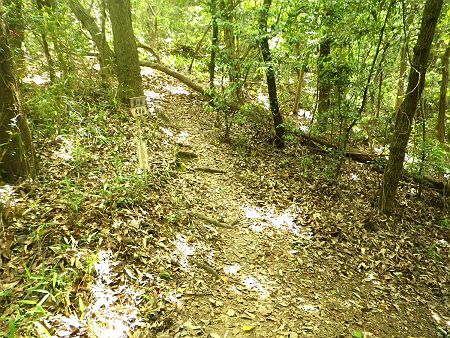 坂の山への登りがはじまったんだけど、だんだん気温があがって暑くなってきた