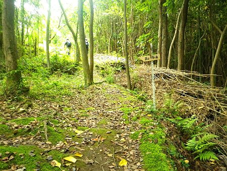 ここで磯山との分岐だけど、向山へ登るのは直進が正解。どちらにしても向山から磯山までも道は繋がっているんだけどね