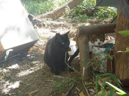 猫ちゃんがいた