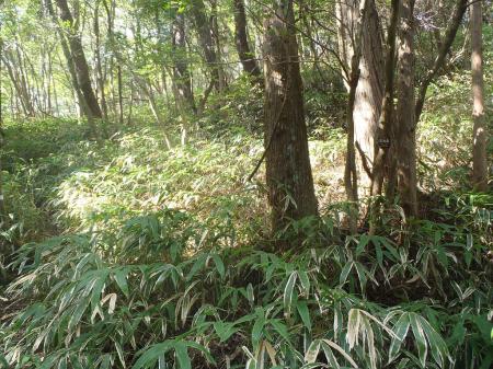 ここが新穂高への登り口。右奥の木に案内板あり