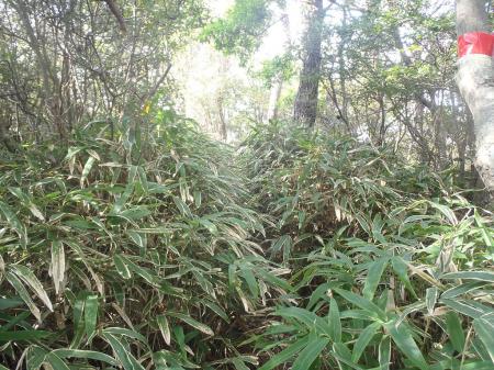 ルートを見失わないようにテープもみておく