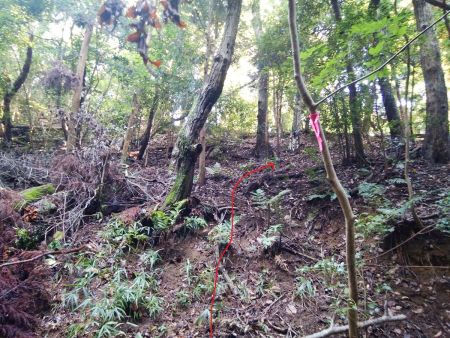 ここで一旦見えている尾根に取り付く。テープ頼りに登っていく