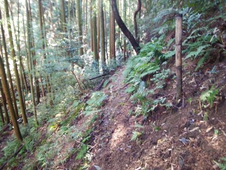 細いトラバースの登山道になっているけど踏み跡はあるので道は間違っていない