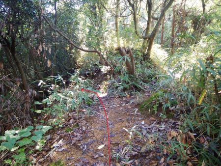さらに分岐があるけど方角的に左が正解。左に行くと下りになる