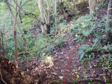 ここは写真ではわかりにくいけど分岐になっている。どちらでも行けるようなんだけど右側の尾根を登る