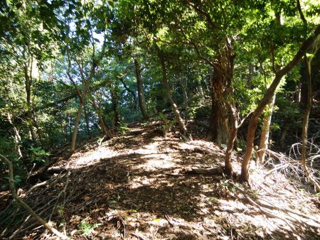 尾根はちょっとした急登になってるけど短いのでさっさと登ってしまうことにした