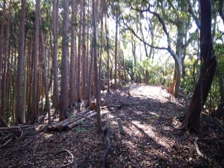 この植林帯のようなところまで登るとなだらかな登りになって山頂まであと少し
