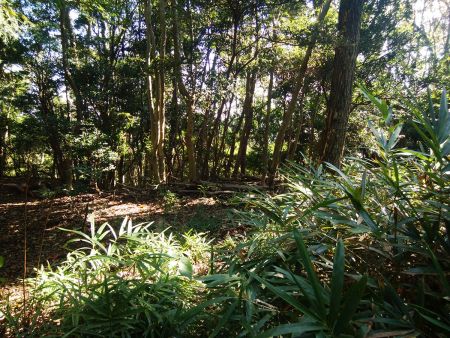 ここで尾根と合流するけど踏み跡が笹で覆われている。これを右に行けばすぐ山頂に到着する