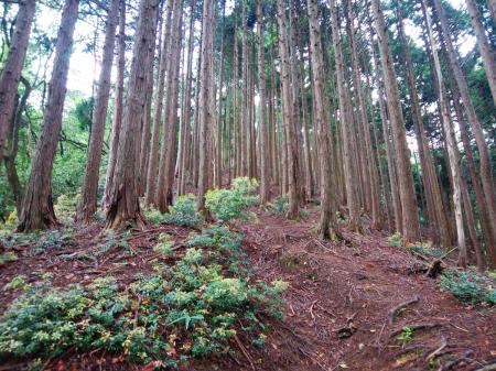 最初からちょっとした急登が続く。ペースがはやかったのかふくらはぎが痛くなったのでペースダウンして登る