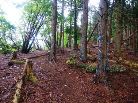 尾根が右に折れているところまで登ってきた。ここからは結構登りも楽な尾根道になった