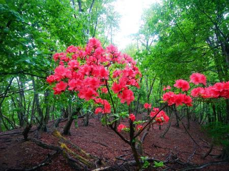 緑ばかりのところに花が咲いていたが、これは何の花だろうか！？花は全く詳しくないんよね（汗