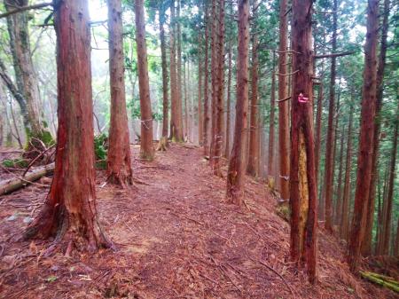 なだらかな尾根道が続く。非常に歩きやすいし、良い運動になる