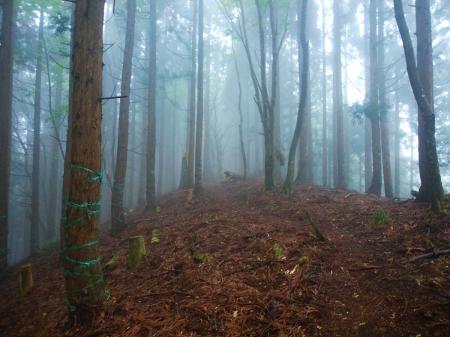 完全にガスの中に入ってしまった。植林帯なので幻想的でもないけど、まあ今回は下見と登頂目的なので何でもいいや