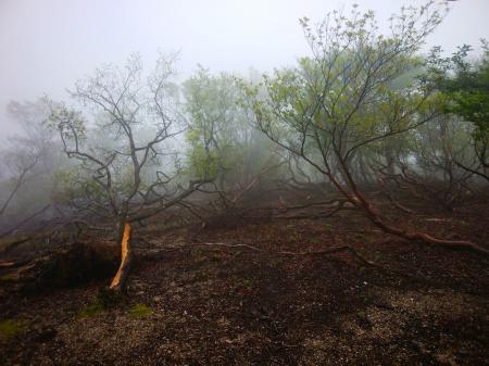 隣のピークに登ってみたけど何にもなかった。自然林だけどやっぱ幻想的にはならない