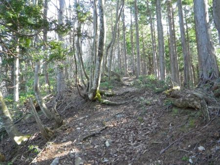 完全な尾根道で踏み跡もしっかりあってわかりやすい。尾根道も急登でもないし、歩きやすくていい感じの登山道
