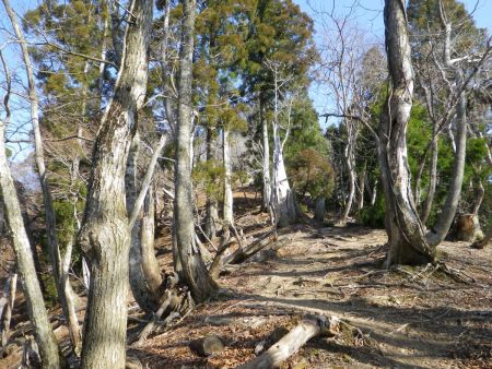 峰床山のピークへの登り。この先、最後の登りだけ砂利道の急登になっている