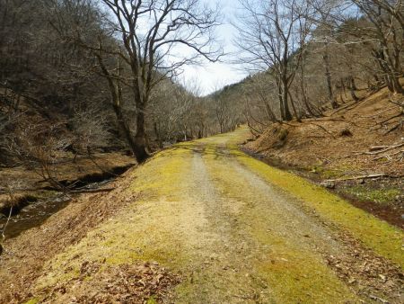 このまま林道を歩いていく。さっき林業らしき人が軽トラで来ていたけど、許可があれば八丁平まで車で来れるのね