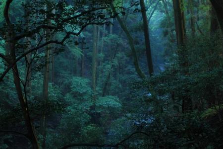 薄暗くなった森林と沢は神秘的な感じ