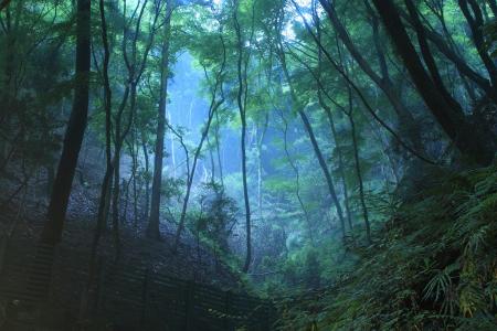 薄暗くガスっている森林