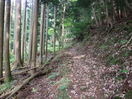 地図で見た通りになだらかな沢筋の登山道が続くので最初は楽だった