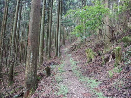 やっと稜線が見えた。もうこの段階でヘトヘトだったんだけど、これからの登りがキツくなる