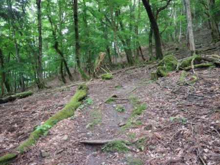 ここから稜線の登りになるけど、今までのようななだらかな登りではない。普通ならスイスイ登れそうだけど、もう体力的に限界がきていた