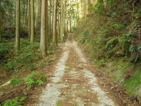 今回は最初に分岐から直進しておおたわの谷から三峰山を目指す