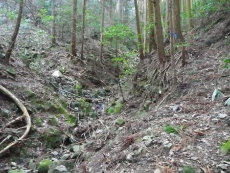 ここも沢の分岐になってるけど、本筋は直進で正解。そもそも左側の沢筋は歩ける道がない