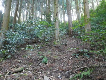 稜線が見えた。この付近から少し急登だけど、めちゃくちゃ斜度があるわけでもないし距離も短いので一気に登っていく