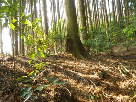 稜線に出た。短い急登で少し息切れしたけど立ち休憩だけして左側の尾根を歩いていって三峰山の山頂をピークハントする