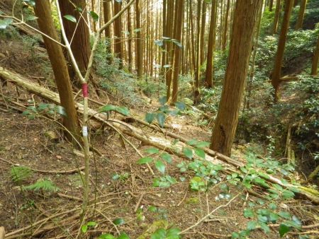 テープのところから谷へ下るまでは方角だけ合わせておいて下っていけばいい。谷に下りればテープが巻いてあってわずかな踏み跡もある