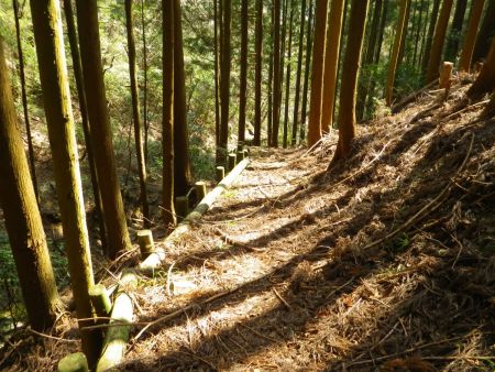 昔使われていた登山道かわからないけど、整備された跡があって歩きやすくなった