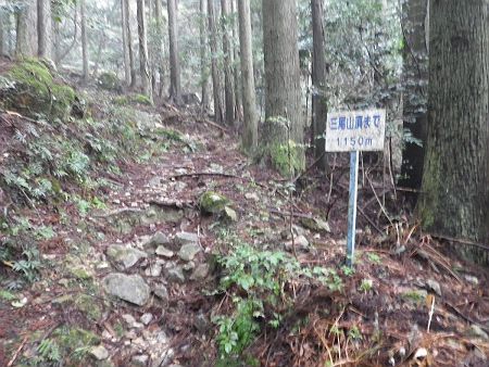 三尾山頂まで1150mという看板があった。ここから100mおきに看板があったんだけど、どうして50m刻みなんだろう！？