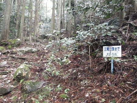 三尾山頂まで750m地点まで登ってきた。そろそろ急登がはじまると地図を確認すると予想通りだった。ここから三尾山頂まで350m地点の稜線に出るまでちょっとした急登が続く