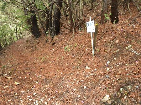 この三尾山頂まで250m地点で西峰のピークハントをするので右側のピークへ登っていくことにした