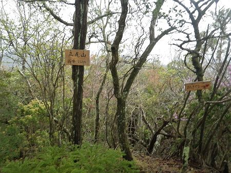 三尾山西峰（552m）に到着。ここは展望も何もない。ただ、自己満足するためのピークハントとなった