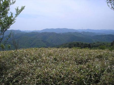 この付近から笹地帯になっていく