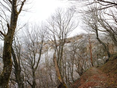 この辺から樹氷か霧氷が現れた。雪はないけどこれが見れただけでもいいかな