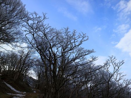 青空と霧氷を撮影してみたけど、ちょっと撮影が暗かった
