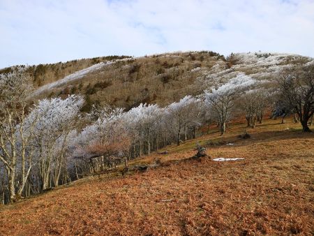 ちょろちょろある霧氷。雪が全くないのが残念だけど今回はもう仕方ないね