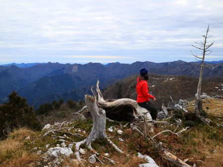 こまっちゃんが木に座っていて絵になっていたので撮影