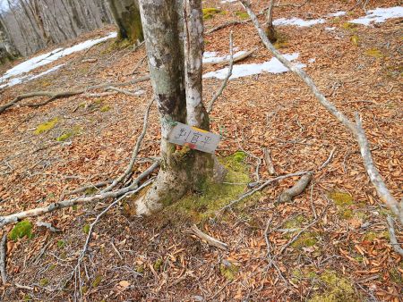戻る途中で判官平（ほうがんだいら）のプレートを見つけた。前は木の真ん中あたりにあったと思うんだけどね