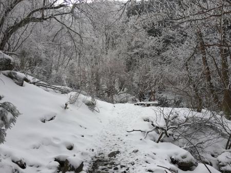 この付近から樹氷がすごいことになってきた