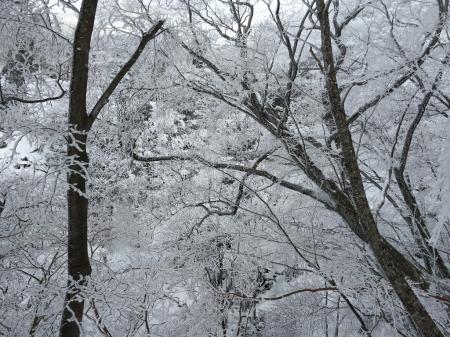 すごい樹氷だが青空がでてくれない