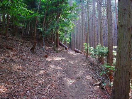 植林地帯だけどなだらかな登山道が続く。ちょっとしたアップダウンはあるけど大したことはない