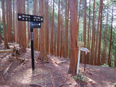 ここも分岐。ここからでも青貝山へも行けるんだと思ったけど、おそらく下らされるんだろうね。道標に従って天台山のほうへ進む