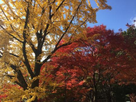 紅葉がまっさかりだった