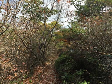 満願寺西山の直下までこんな感じの道が続く