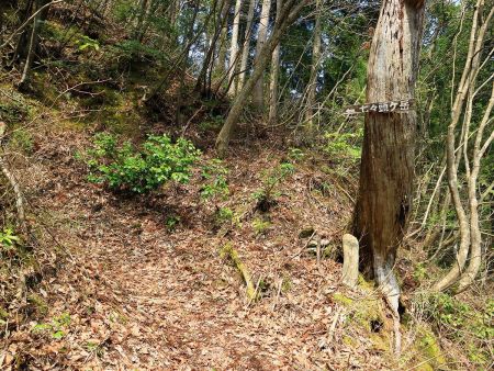 ここから登りがスタート。七七頭ヶ岳への道標となるプレートがあったが、この先はもうこういった道標的なものはない