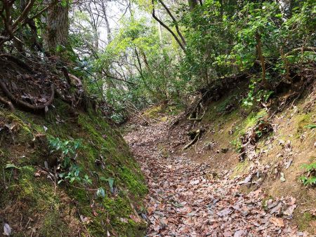 写真ではわかりにくいけど、落ち葉で滑りやすい急登の登りが続く